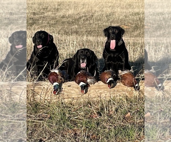 Medium Photo #31 Labrador Retriever Puppy For Sale in REDDING, CA, USA