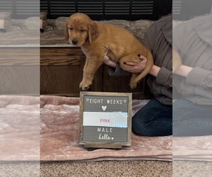 Golden Retriever Puppy for sale in HAYSVILLE, KS, USA
