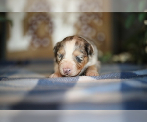 Australian Shepherd Puppy for sale in WESTFIELD, MA, USA