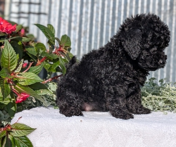 Medium Photo #5 Poodle (Toy) Puppy For Sale in GOSHEN, IN, USA