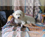 Small #2 Bichon Frise