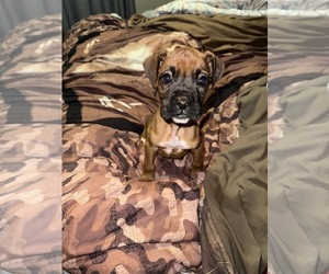 Boxer Litter for sale in DINWIDDIE, VA, USA