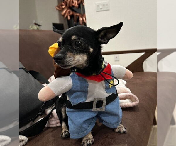 Medium Photo #1 Chihuahua Puppy For Sale in Chandler, AZ, USA