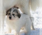 Small Photo #12 Great Pyrenees Puppy For Sale in CLAYTON, WA, USA