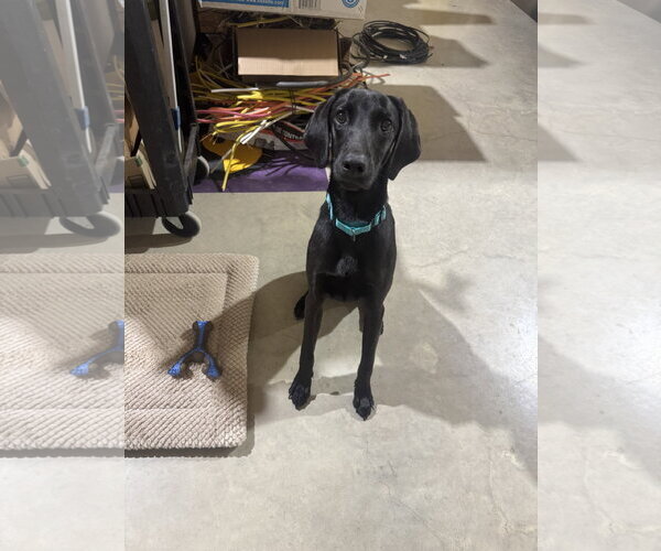 Medium Photo #4 Labrador Retriever-Unknown Mix Puppy For Sale in Oakhurst, NJ, USA