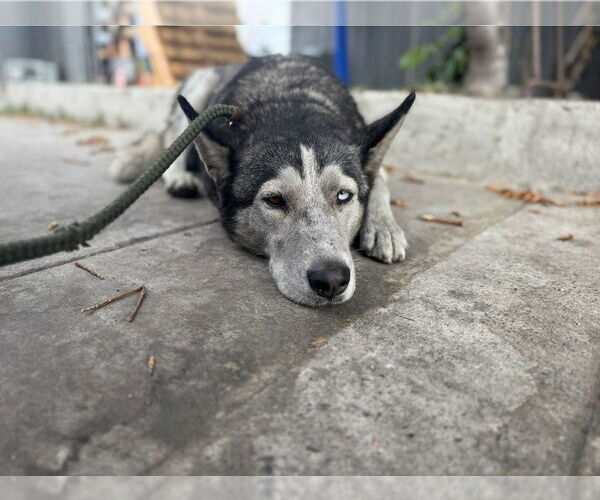 Medium Photo #4 Huskies -Unknown Mix Puppy For Sale in Lake Forest, CA, USA