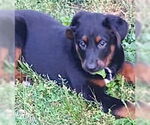 Small #2 Labrador Retriever Mix