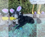 Small Photo #3 Aussiedoodle Puppy For Sale in SPRINGDALE, AR, USA