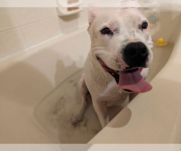 Medium Photo #3 American Pit Bull Terrier-Unknown Mix Puppy For Sale in Germantown, OH, USA