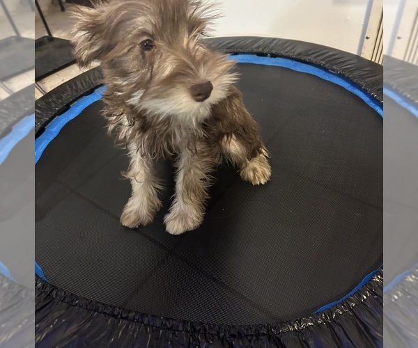Medium Photo #49 Schnauzer (Miniature) Puppy For Sale in BRIDGETON, NJ, USA