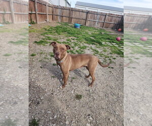 CJ - Female Mutt Dog for Adoption - Photo #7