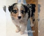 Image preview for Ad Listing. Nickname: Litter of 9