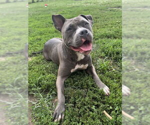 American Pit Bull Terrier Dogs for adoption in Lee's Summit, MO, USA