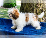 Small #11 Shih Tzu