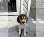 Small #1 Labrador Retriever Mix