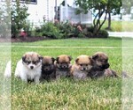 Small Photo #2 Pomeranian Puppy For Sale in EAST EARL, PA, USA