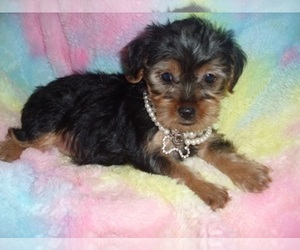 Yorkshire Terrier Puppy for sale in JACKSON, MS, USA