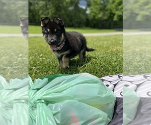 Alaskan Husky-German Shepherd Dog Mix Puppy for sale in FARMINGTON HILLS, MI, USA