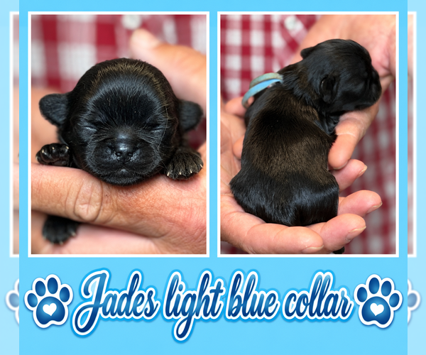 Medium Photo #6 Shih Tzu Puppy For Sale in BERKELEY SPRINGS, WV, USA