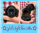 Puppy lt blue collar Shih Tzu