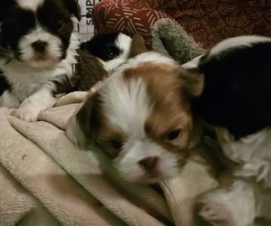 Shih Tzu Dog for Adoption in BROWNS MILLS, New Jersey USA