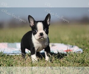 Boston Terrier Puppy for sale in LAMAR, MO, USA