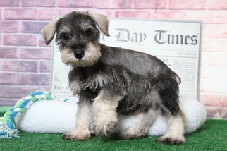 Schnauzer (Miniature) Puppy for sale in BEL AIR, MD, USA