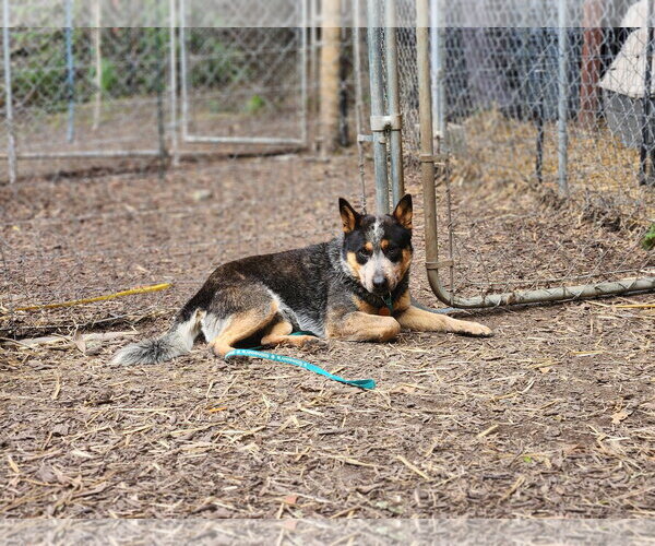 Medium Photo #3 Mutt Puppy For Sale in Paso Robles, CA, USA