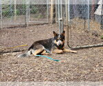 Small #2 Mutt