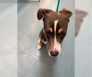 American Pit Bull Terrier Dogs for adoption in Pearland, TX, USA