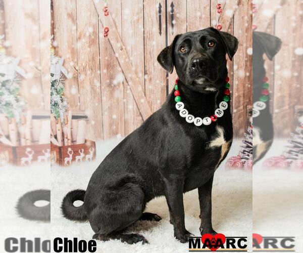 Medium Photo #7 Labrador Retriever-Unknown Mix Puppy For Sale in Maryville, TN, USA