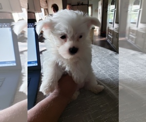 Morkie Puppy for sale in RIVES JCT, MI, USA