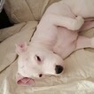 Small Photo #6 Dogo Argentino Puppy For Sale in JANE, MO, USA