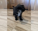Small Photo #6 Maltipoo Puppy For Sale in APPLE VALLEY, CA, USA