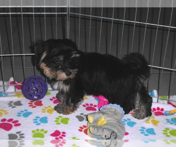 Medium Photo #7 Havashire Puppy For Sale in ORO VALLEY, AZ, USA