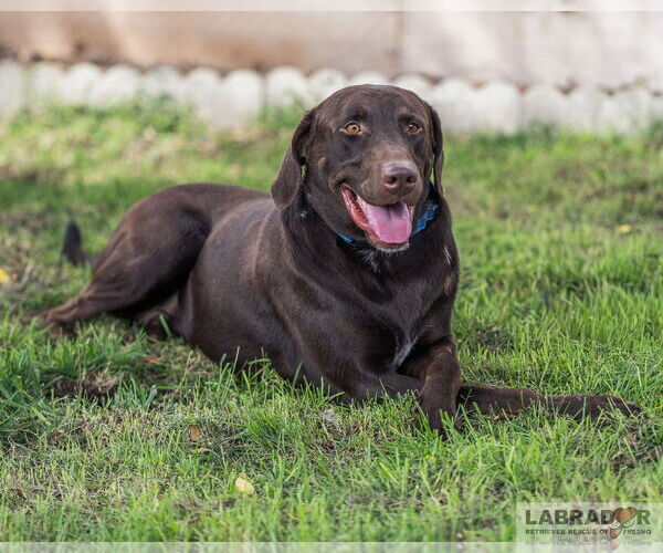 Medium Photo #3 Labrador Retriever Puppy For Sale in Clovis, CA, USA