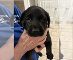 Small #2 Labrador Retriever