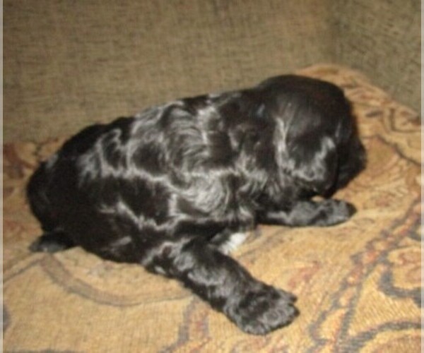 Medium Photo #4 Aussie-Poo-Aussiedoodle Mix Puppy For Sale in LINCOLN, AL, USA