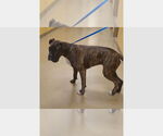 Small #1 Boxer