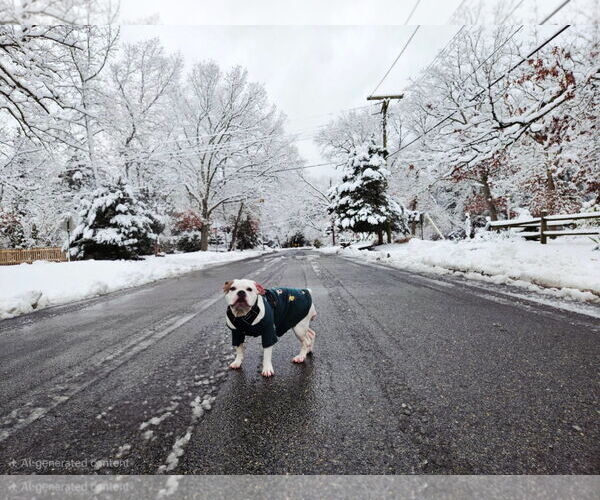 Medium Photo #2 Mutt Puppy For Sale in Catasauqua, PA, USA