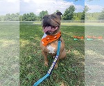 Small Photo #28 American Bulldog-Unknown Mix Puppy For Sale in Derwood, MD, USA