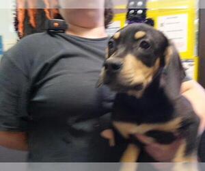 Doberman Pinscher-Unknown Mix Dogs for adoption in Tulsa, OK, USA