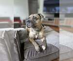 Small #7 American Pit Bull Terrier-Bulldog Mix