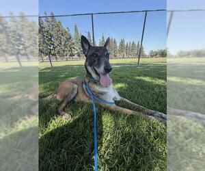 FLOKI - Male German Shepherd Dog-Unknown Mix Dog for Adoption - Photo #2