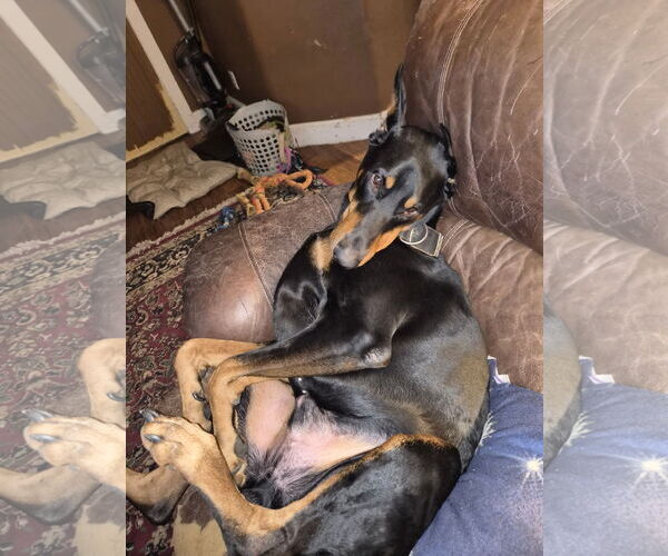 Medium Photo #5 Doberman Pinscher Puppy For Sale in Buffalo, MN, USA