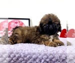 Small #1 Shih-Poo