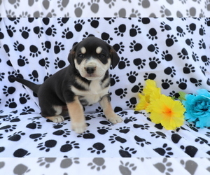 Australian Shepherd-Unknown Mix Puppy for sale in SHILOH, OH, USA