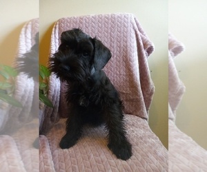 Schnauzer (Miniature) Puppy for Sale in COLONIAL HEIGHTS, Tennessee USA