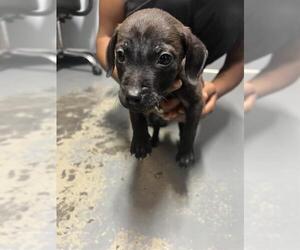 Medium Boxador