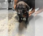Small Boxador